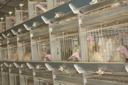Business a madarak közötti választást tenyésztési csirkék és pulykák