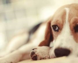 Blepharitis kutyáknál okoz, tünetek és a kezelés