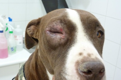 Blepharitis kutyáknál okoz, tünetek és a kezelés