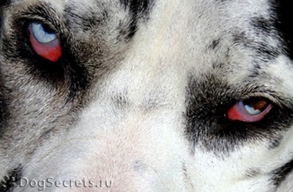 Blepharitis kutyák tünetei, kezelése, fotók