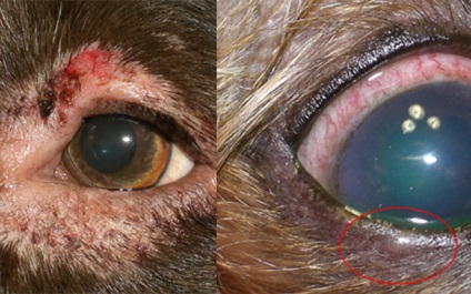 Blepharitis van gyulladás a szemhéjak kutyáknál
