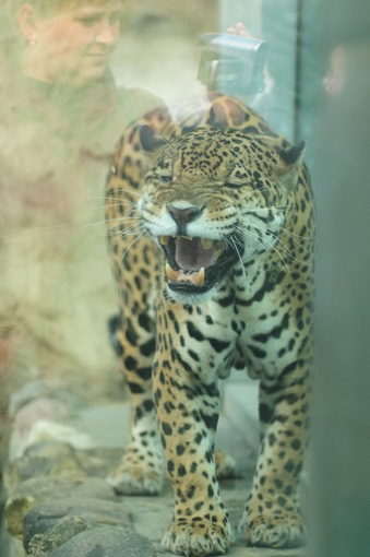 Blog fényképész, képeket az állatkertben (zoo) Blog fényképész, képeket az állatkertben