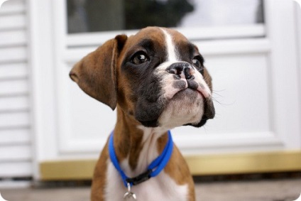 Boxer képek boxer fajtájú kutya (boxer) Boxer képek boxer kutyák tenyésztése