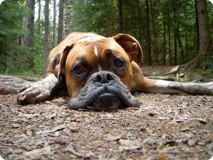 Boxer képek boxer fajtájú kutya (boxer) Boxer képek boxer kutyák tenyésztése