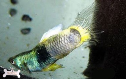 Betegségek akváriumi halak-kard tünetek és kezelés