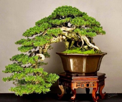 Bonsai - termesztett fák a tálcára japán internetes