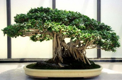Bonsai - termesztett fák a tálcára japán internetes