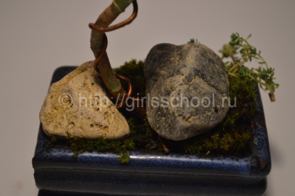 Bonsai a pénz fa a kezüket, hogyan lehet a pénz fa bonsai, leányiskola (készpénz) Bonsai a pénz fa a kezüket, hogyan lehet a pénz fa bonsai, lányok iskolába