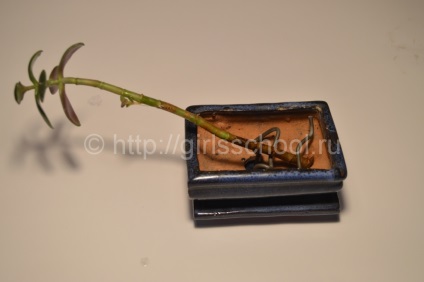 Bonsai a pénz fa a kezüket, hogyan lehet a pénz fa bonsai, leányiskola (do) Bonsai a pénz fa a kezüket, hogyan lehet a pénz fa bonsai, lányok iskolába