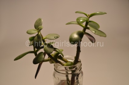 Bonsai a pénz fa a kezüket, hogyan lehet a pénz fa bonsai, leányiskola (do) Bonsai a pénz fa a kezüket, hogyan lehet a pénz fa bonsai, lányok iskolába