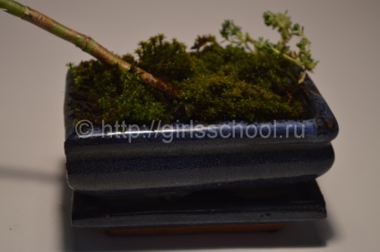 Bonsai a pénz fa a kezüket, hogyan lehet a pénz fa bonsai, lányok iskolába