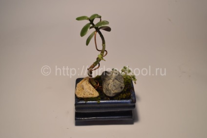 Bonsai a pénz fa a kezüket, hogyan lehet a pénz fa bonsai, leányiskola (do) Bonsai a pénz fa a kezüket, hogyan lehet a pénz fa bonsai, lányok iskolába