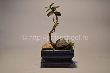 Bonsai a pénz fa a kezüket, hogyan lehet a pénz fa bonsai, leányiskola (do) Bonsai a pénz fa a kezüket, hogyan lehet a pénz fa bonsai, lányok iskolába