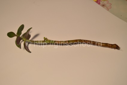 Bonsai a pénz fa a kezüket, hogyan lehet a pénz fa bonsai, leányiskola (fa) Bonsai a pénz fa a kezüket, hogyan lehet a pénz fa bonsai, lányok iskolába