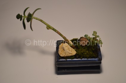 Bonsai a pénz fa a kezüket, hogyan lehet a pénz fa bonsai, leányiskola (készpénz) Bonsai a pénz fa a kezüket, hogyan lehet a pénz fa bonsai, lányok iskolába