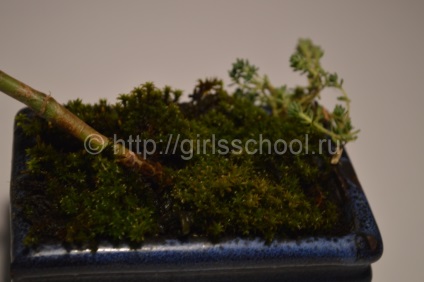 Bonsai a pénz fa a kezüket, hogyan lehet a pénz fa bonsai, leányiskola (do) Bonsai a pénz fa a kezüket, hogyan lehet a pénz fa bonsai, lányok iskolába