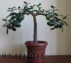 Jade bonsai alakítása bonsai Jáde szobanövények
