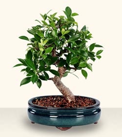 Bonsai kezük részletes Master Class videók és képek