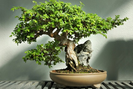 Bonsai kezük részletes Master Class videók és képek