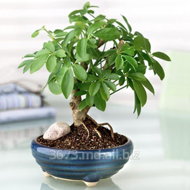 Bonsai kezük részletes Master Class videók és képek