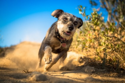 Burzitiszével könyökízület kezelt kutyákban a tünetek, különösen