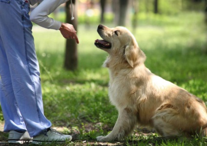Burzitiszével könyökízület kezelt kutyákban a tünetek, különösen