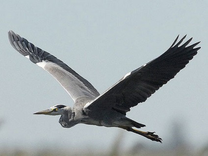 Heron fotó