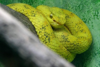 Bothriechis schlegelii - milyen állat (Schlegel) Bothriechis schlegelii -, hogy az állati