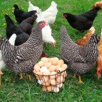 Mi a takarmány tojótyúkok, hogy jobban rohant