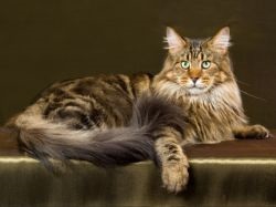 A takarmány Maine Coon (Maine) Mi a takarmány egy Maine Coon