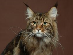 A takarmány Maine Coon (HRK) Mi a takarmány egy Maine Coon