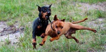 A zwergpinscher takarmány (élelmiszer) Mi a takarmány zwergpinscher