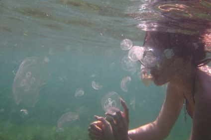 Mi lehet veszélyes ez egzotikus -meduza
