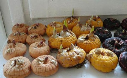 A folyamat ültetés előtt kardvirág (Gladiolus ültetés előtt) A folyamat ültetés előtt kardvirág