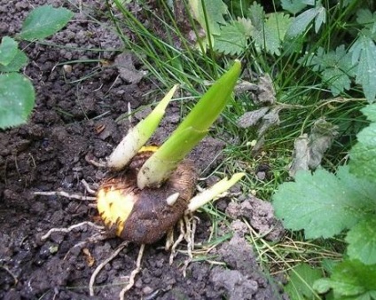 A folyamat ültetés előtt kardvirág (Gladiolus) A folyamat ültetés előtt kardvirág