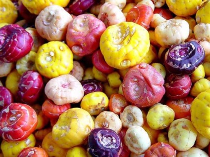 A folyamat ültetés előtt kardvirág (Gladiolus) A folyamat ültetés előtt kardvirág