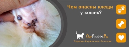 A veszélyesebb atkák macskák (atkák) A veszélyesebb atkák macskák