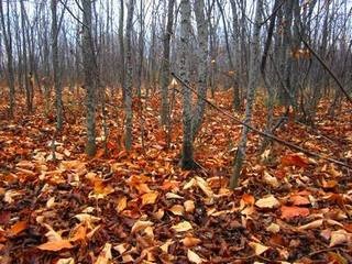 Az illata őszi levelek (Vera Mazuhina) (őszi) Az illata őszi levelek (Vera Mazuhina)