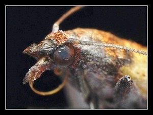 A mol eszik egy lapos, hogy eszik a molyok, akár emberi rovar veszélyes