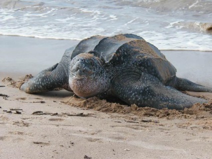 Turtle héj, képek nélkül, nézetek és video (teknős) Turtle héj, képek nélkül, kilátás, videók