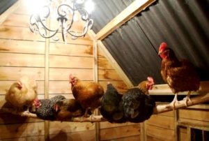 Mit kell tenni, hogy a csirkék a téli versenyzett, valamint nyáron