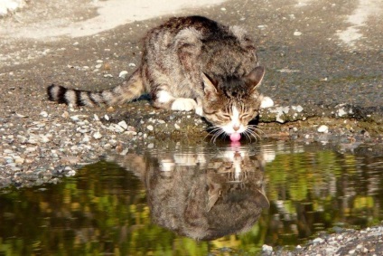 Mi van, ha a macska nem akar inni a vizet egy tálba