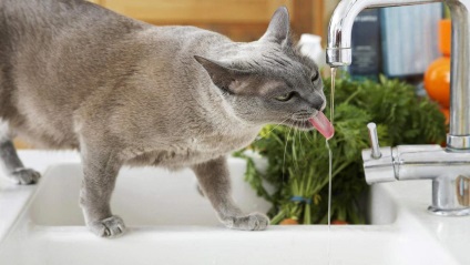 Mi van, ha a macska nem akar inni a vizet egy tálba