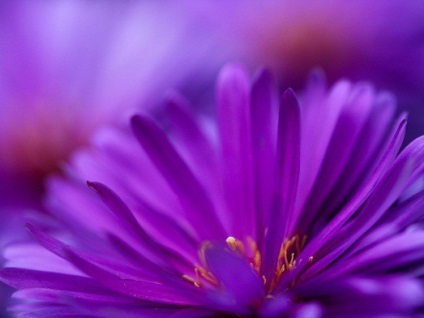 Що означає фіолетовий колір і його відтінки в психології
