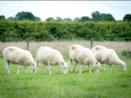 Mi történt klónozására Dolly bárány