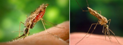 Mi a malária