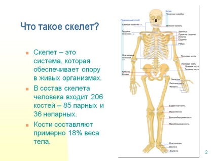 Mi a csontváz - előadás 187889-2