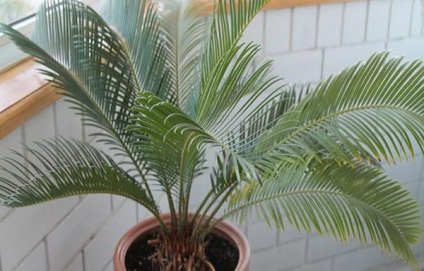 Cycas otthoni gondozást, a változás szaporítása