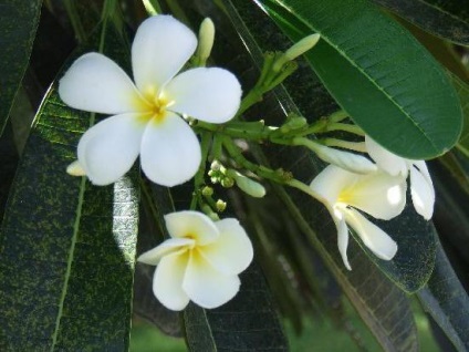 Blossoms Ficus akár otthon