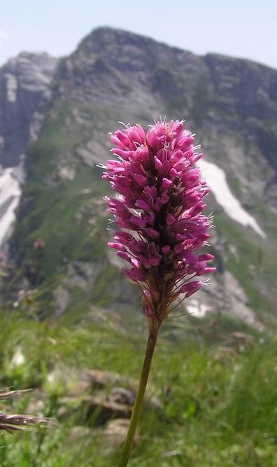 Virág alpesi zóna (hegymászó hegymászó kígyó tekercs) Virág alpesi zóna
